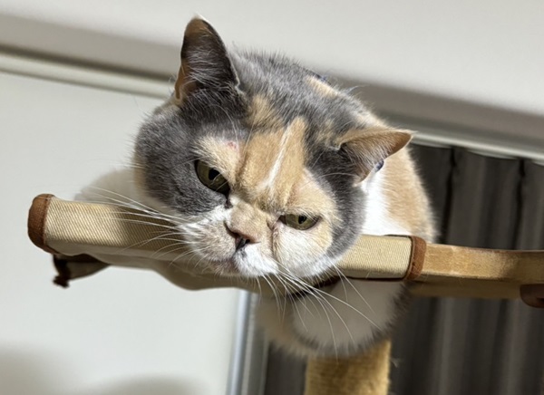 飼い猫 デブキャット