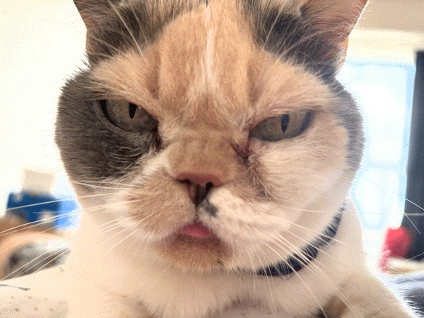 飼い猫 舌でてる