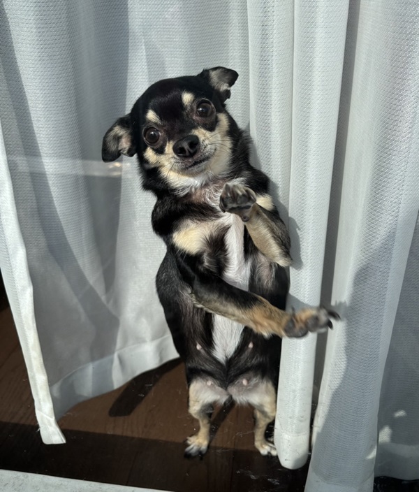 飼い犬 ガラス窓