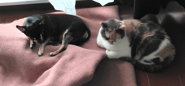 飼い犬と猫