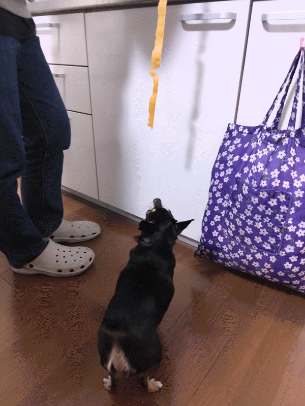 飼い犬 しっぽ振りすぎ