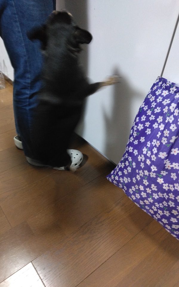 飼い犬 ジャンプ