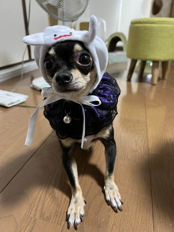 飼い犬 バケラッタ